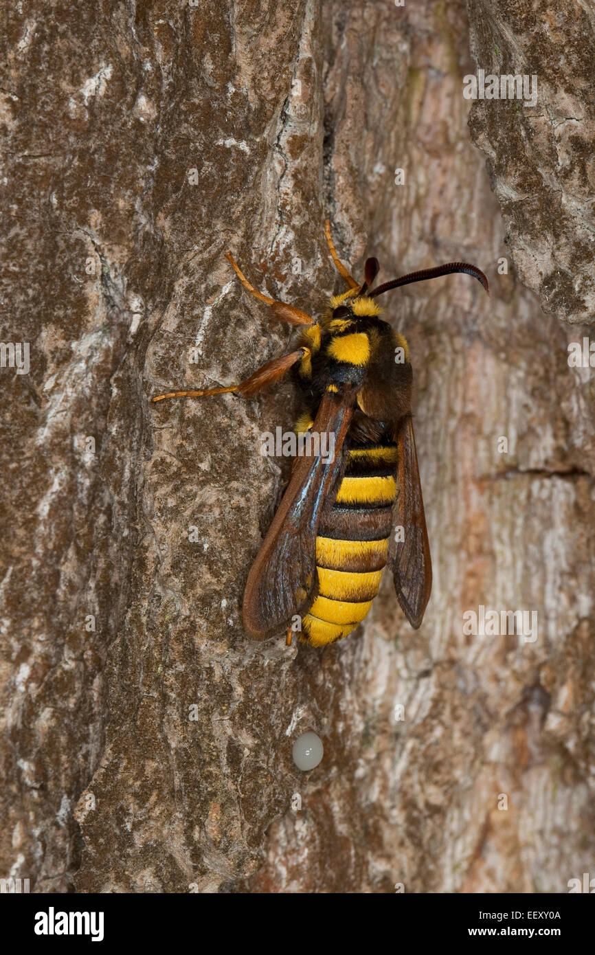 Hornet Moth, Hornet Clearwing, mimica, Hornissen-Glasflügler, Bienen-Glasflügler, Hornissenschwärmer, Sesia apiformis, Mimikry Foto Stock