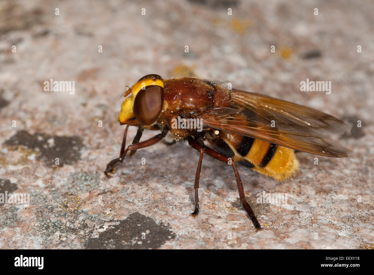 Hornet mimare hoverfly, mimica, camouflage Große Waldschwebfliege, Hornissen-Schwebfliege, Volucella zonaria, Tarnung, Mimikry Foto Stock