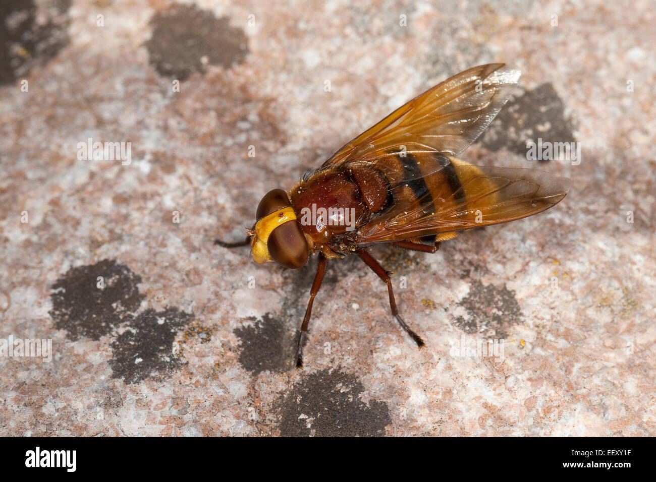 Hornet mimare hoverfly, mimica, camouflage Große Waldschwebfliege, Hornissen-Schwebfliege, Volucella zonaria, Tarnung, Mimikry Foto Stock