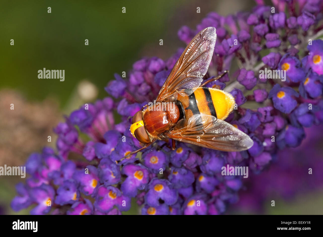 Hornet mimare hoverfly, mimica, camouflage Große Waldschwebfliege, Hornissen-Schwebfliege, Volucella zonaria, Tarnung, Mimikry Foto Stock