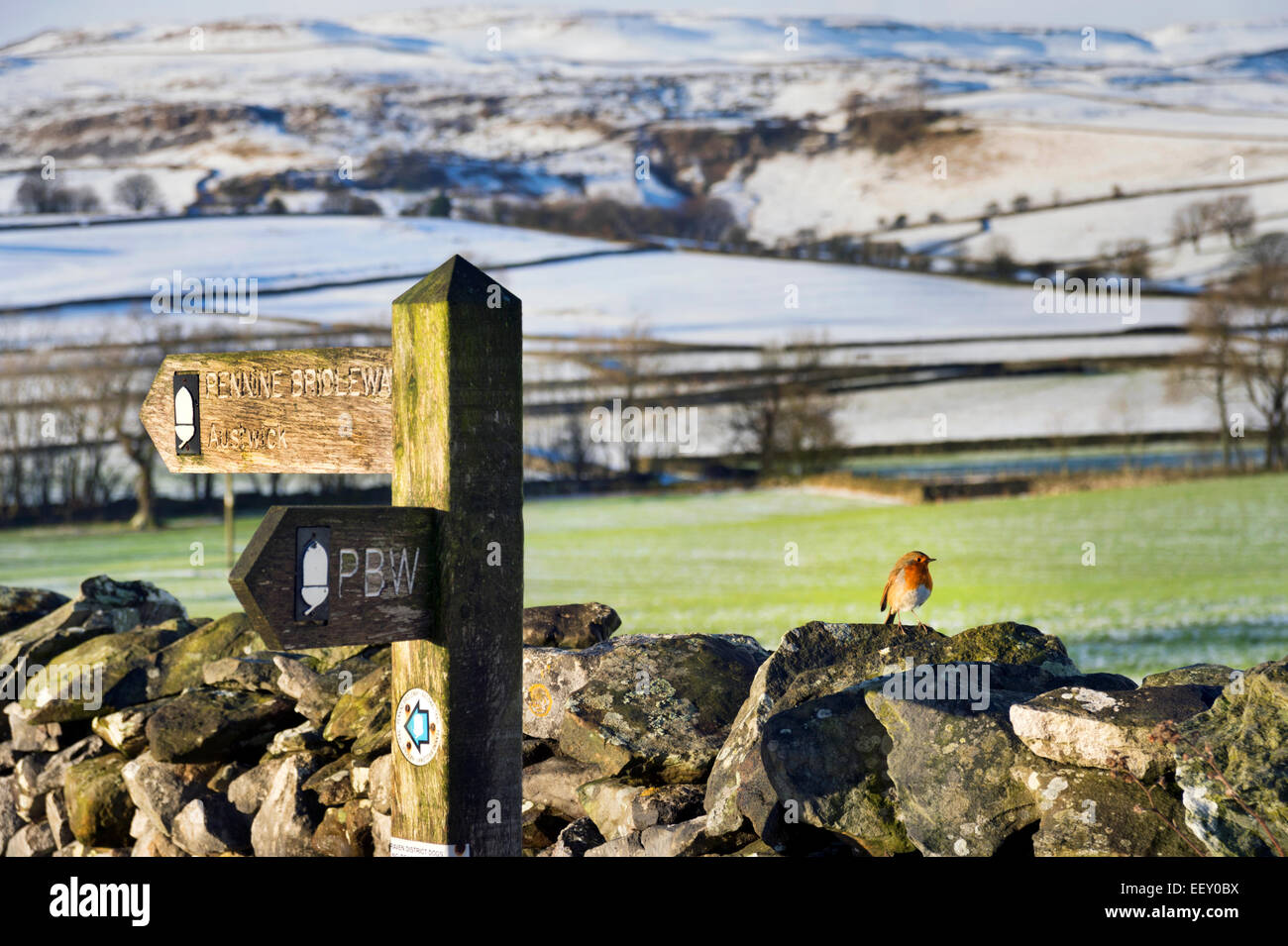 La Pennine Bridleway, con Robin sulla parete, vicino Austwick, Yorkshire Dales National Park, North Yorkshire, Regno Unito Foto Stock