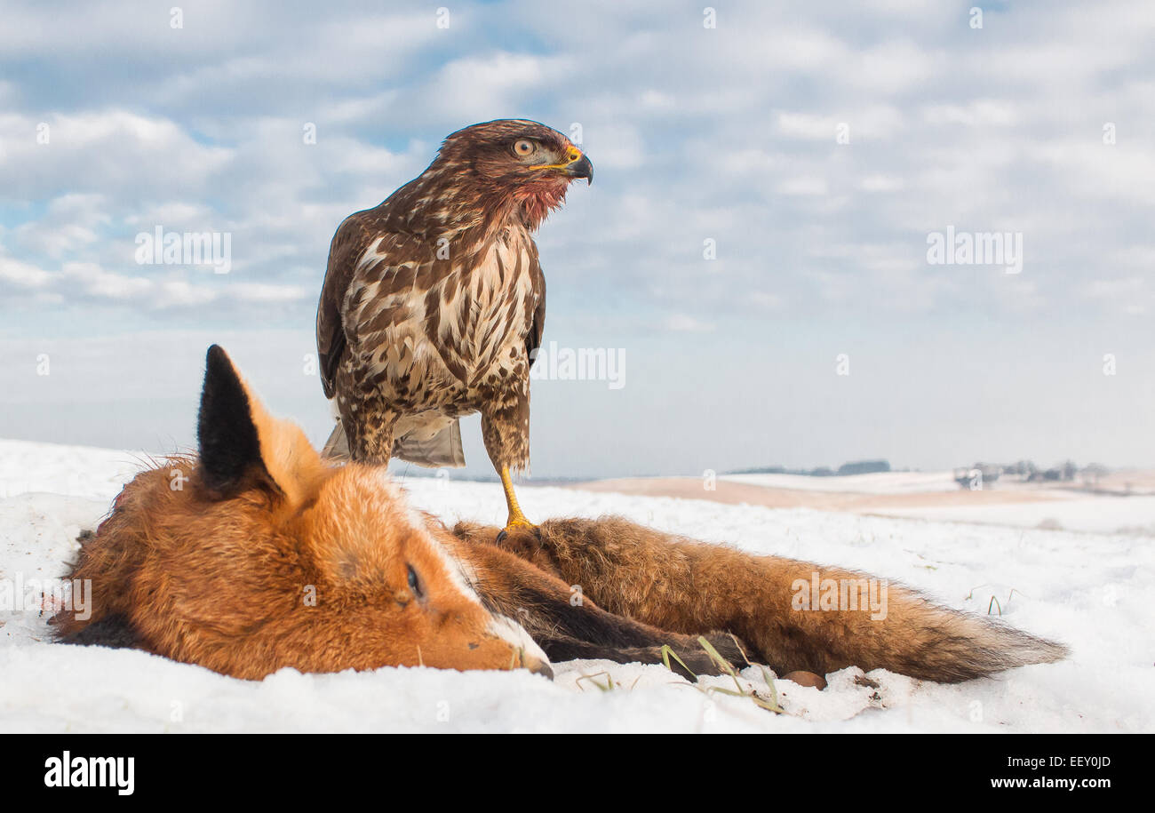 La poiana sul roadkill nella neve Foto Stock