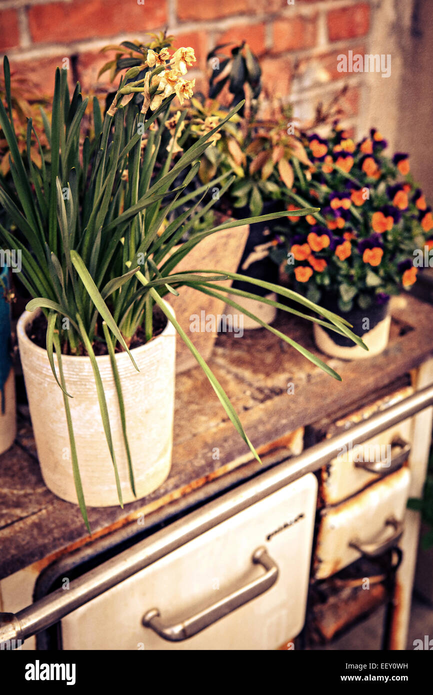 Diversi i fiori e gli oggetti vintage in un vecchio cortile da primavera vicino a Coburg, Germania Foto Stock
