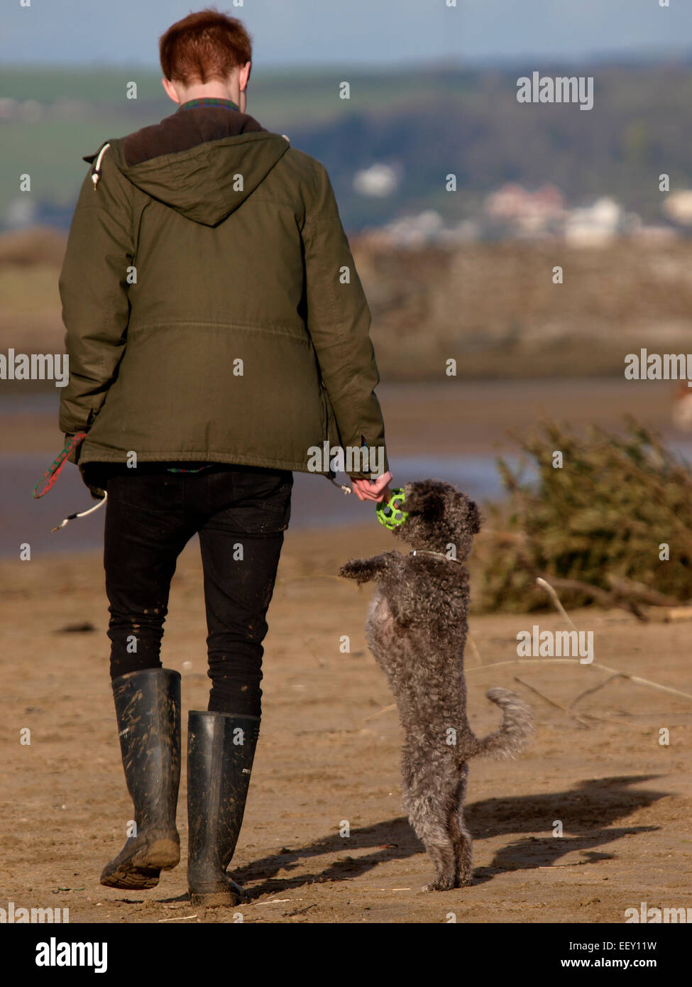 Cane in piedi sulla schiena gambe per raggiungere la sfera mantenuta dal proprietario, REGNO UNITO Foto Stock