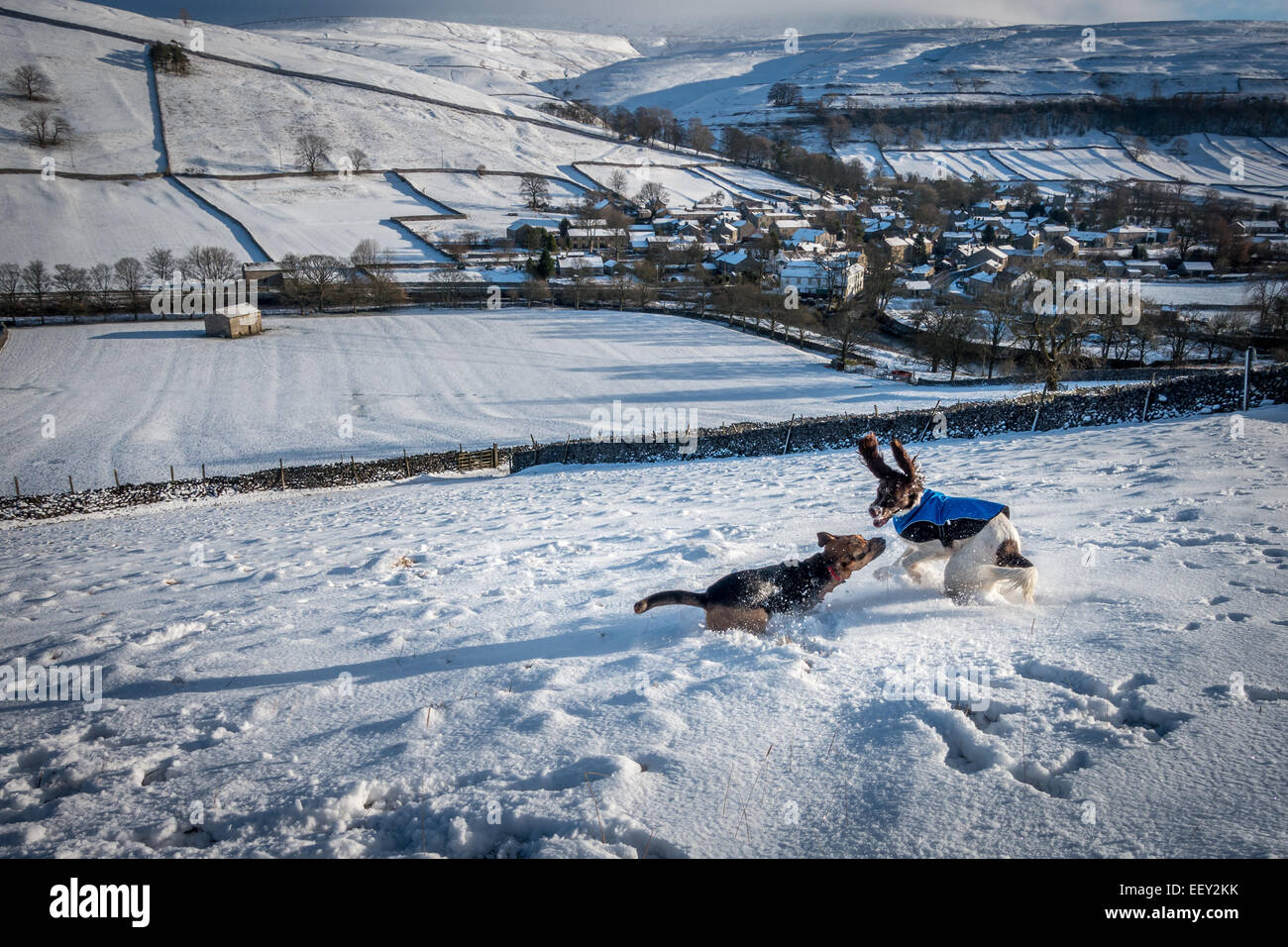 Animali domestici: cani divertirsi nella bellissima neve sopra Kettlewell nel Yorkshire Dales campagna, REGNO UNITO Foto Stock