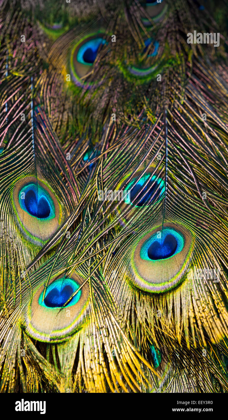 Peacock tall frammento con piume colorate. Foto macro con il fuoco selettivo Foto Stock