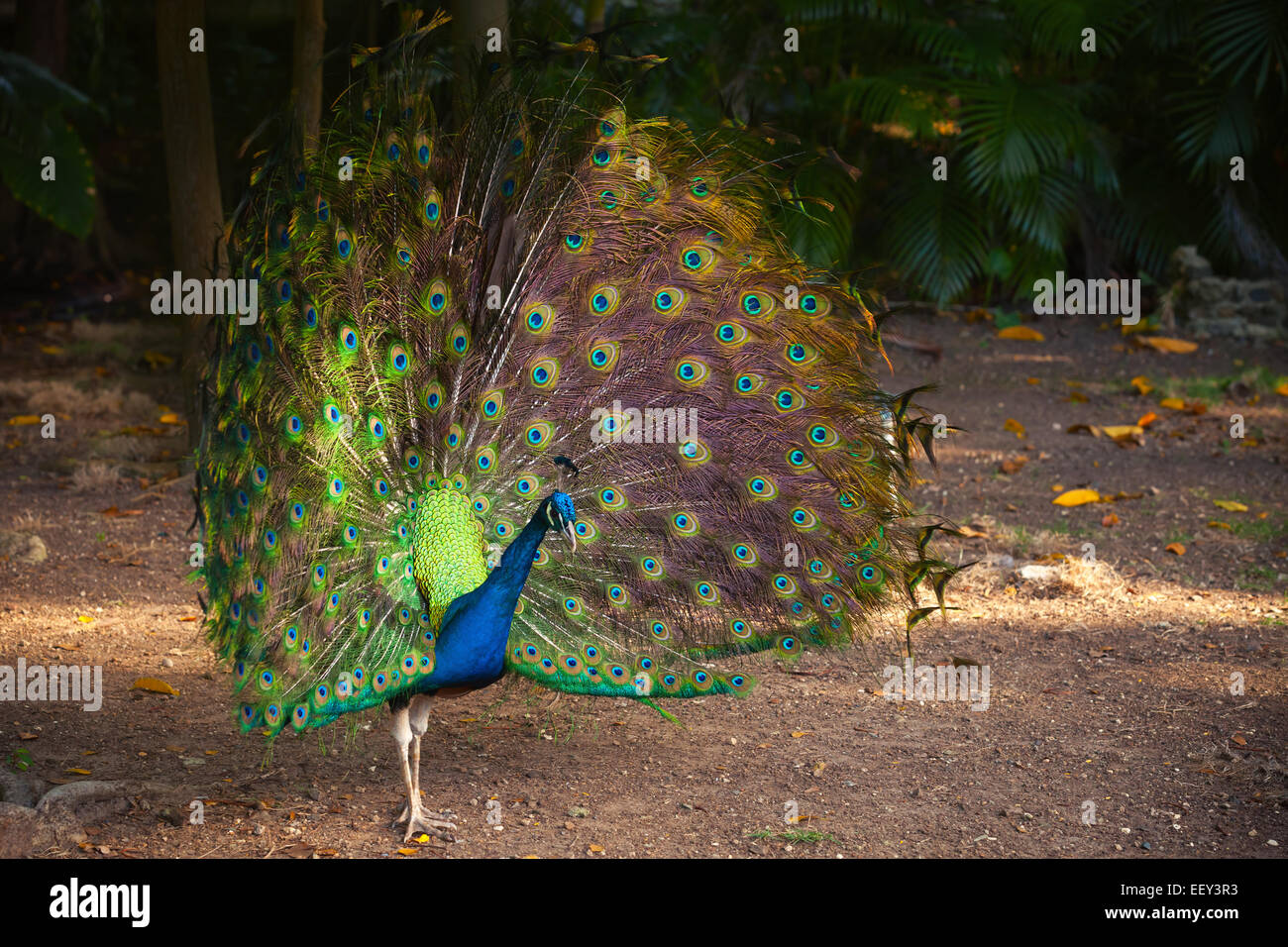 Wild Peacock va nella foresta tropicale con piume fuori Foto Stock