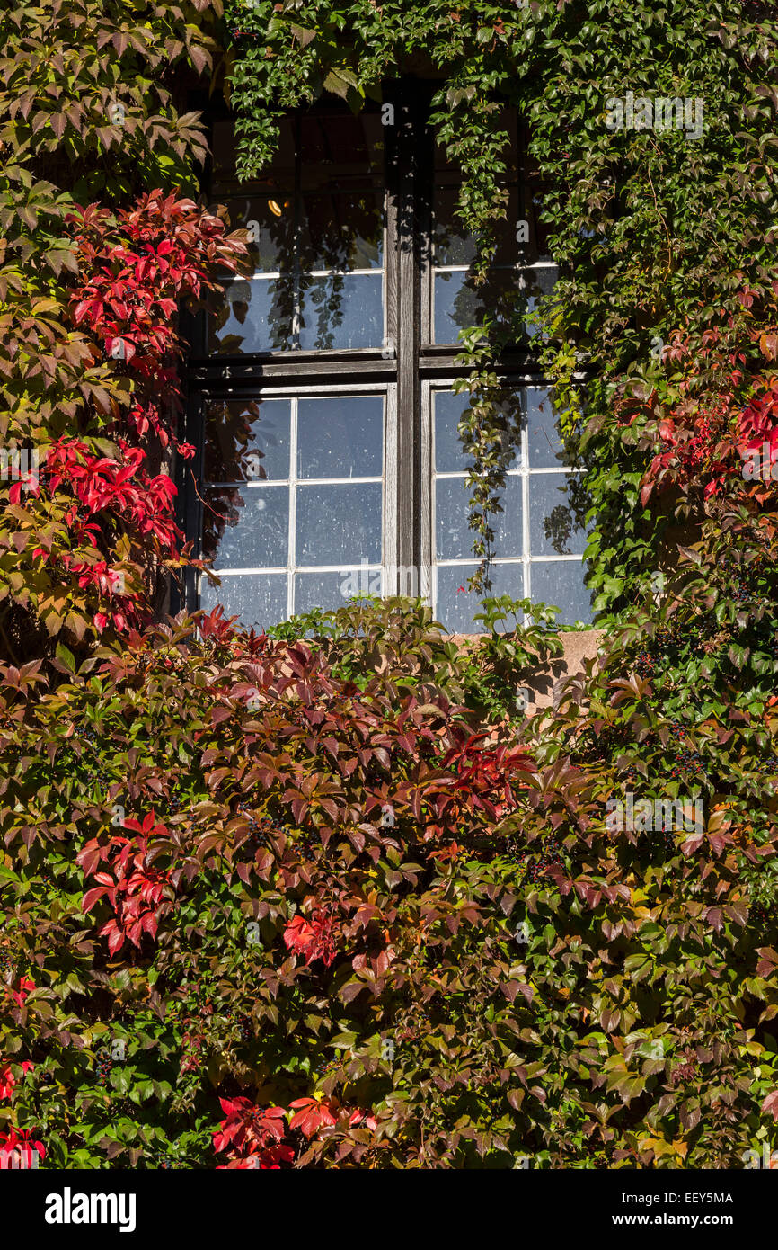 La crescita di colore rosso e verde foglie d'edera coprire le pareti del Castello di Norimberga in Germania Foto Stock