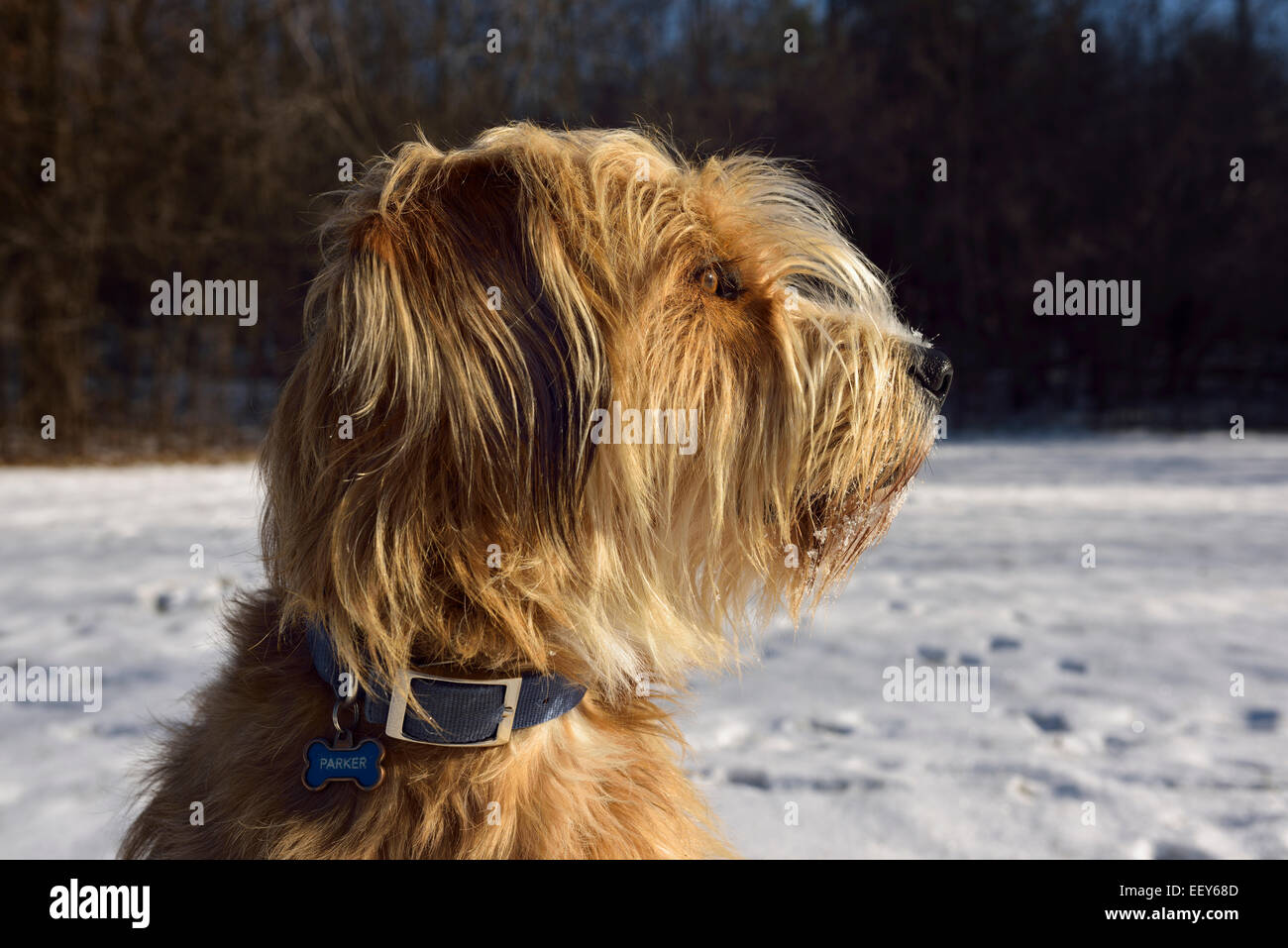 La faccia di un misto di razza barboncino, grande Pirenei, Russo Wolfhound, cane guardando verso il sole in un parco con la neve in inverno Foto Stock