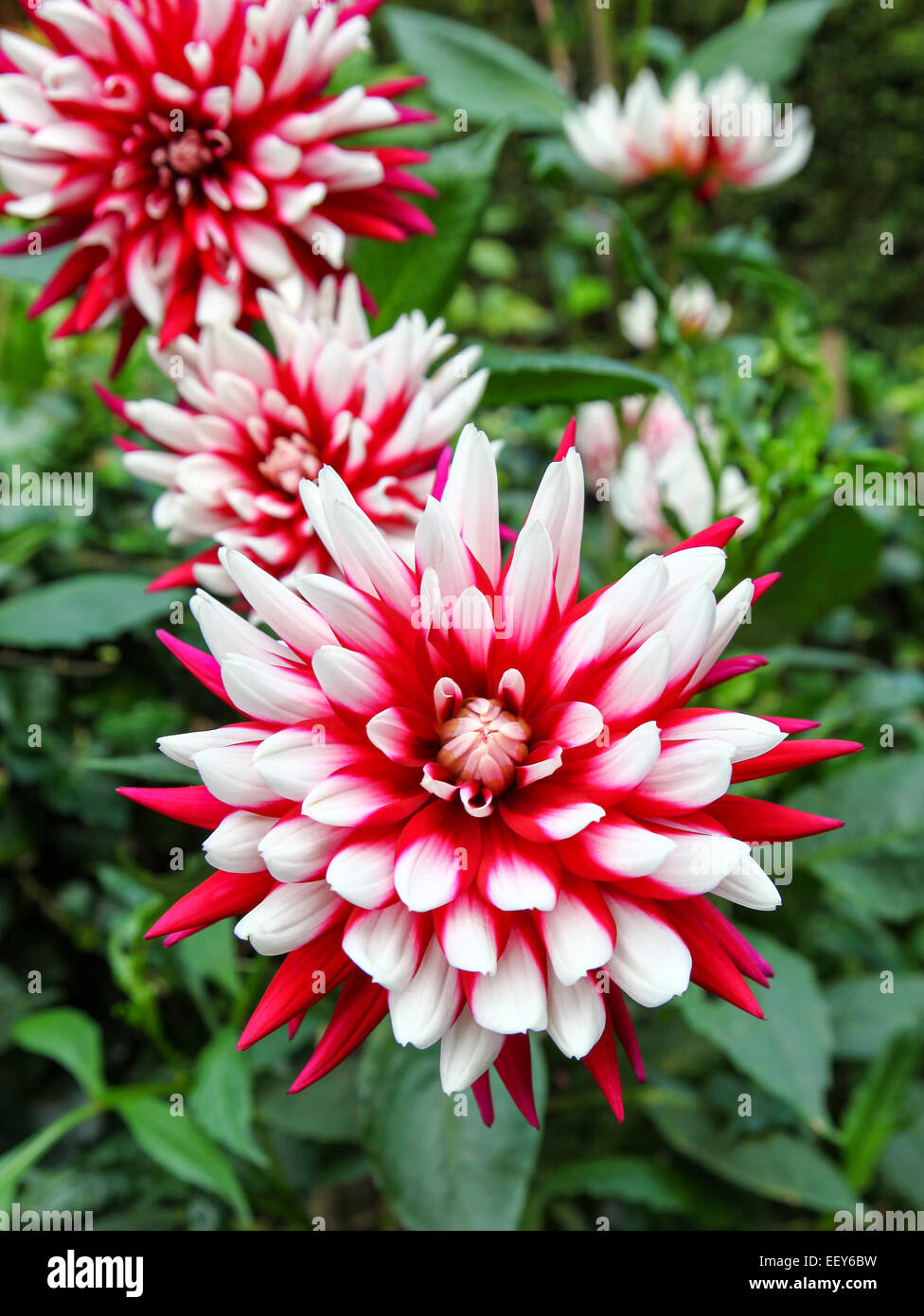 Il rosso e petali di colore bianco di un "Rebecca's World' Fiore Dahlia Foto Stock
