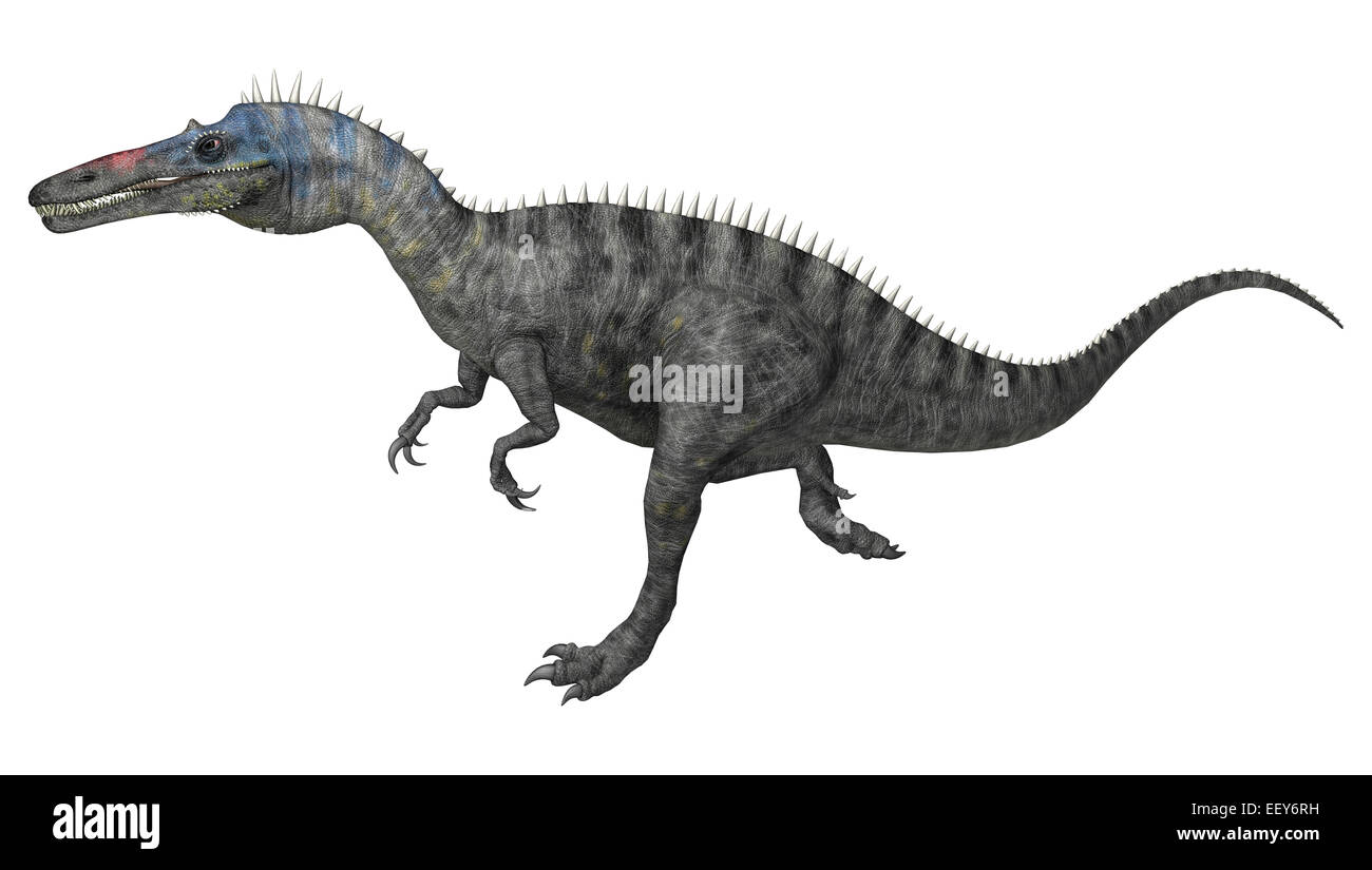 3D render digitale di un dinosauro in esecuzione o Suchomimus Suchomimus tenerensis isolati su sfondo bianco Foto Stock