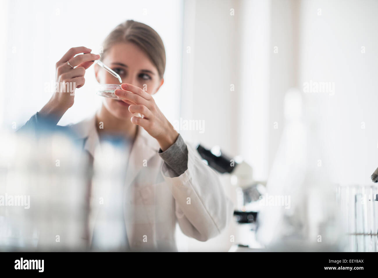 Femmina tecnico di laboratorio utilizzando una pipetta e capsula di petri Foto Stock