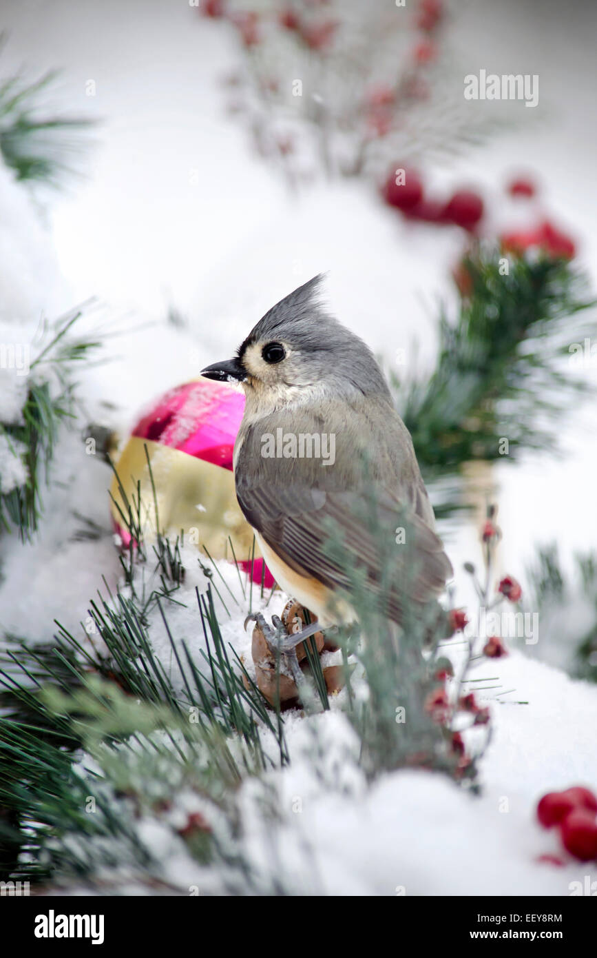 Inverno bird su pesce persico vicino fino a neve con ornamento di Natale Foto Stock