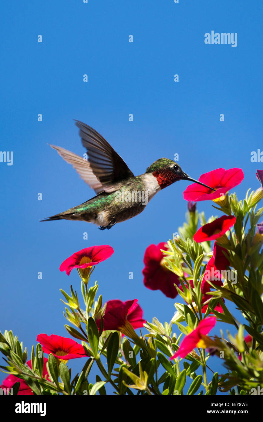 Hummingbird in volo su alimentazione fiori colorati in giardino estivo habitat. Foto Stock