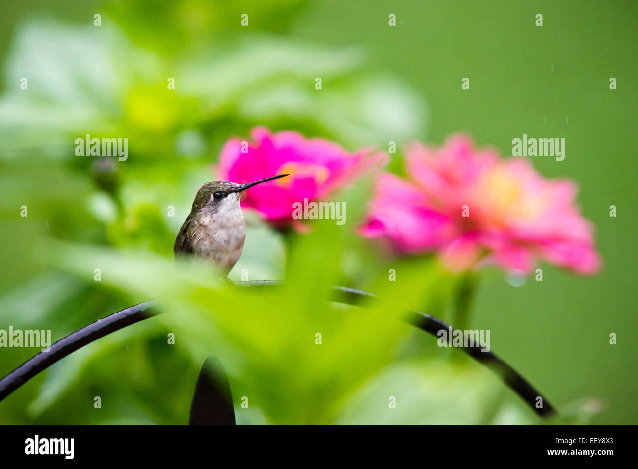 Hummingbird seduti sul pesce persico con fiori nel giardino estivo habitat. Foto Stock