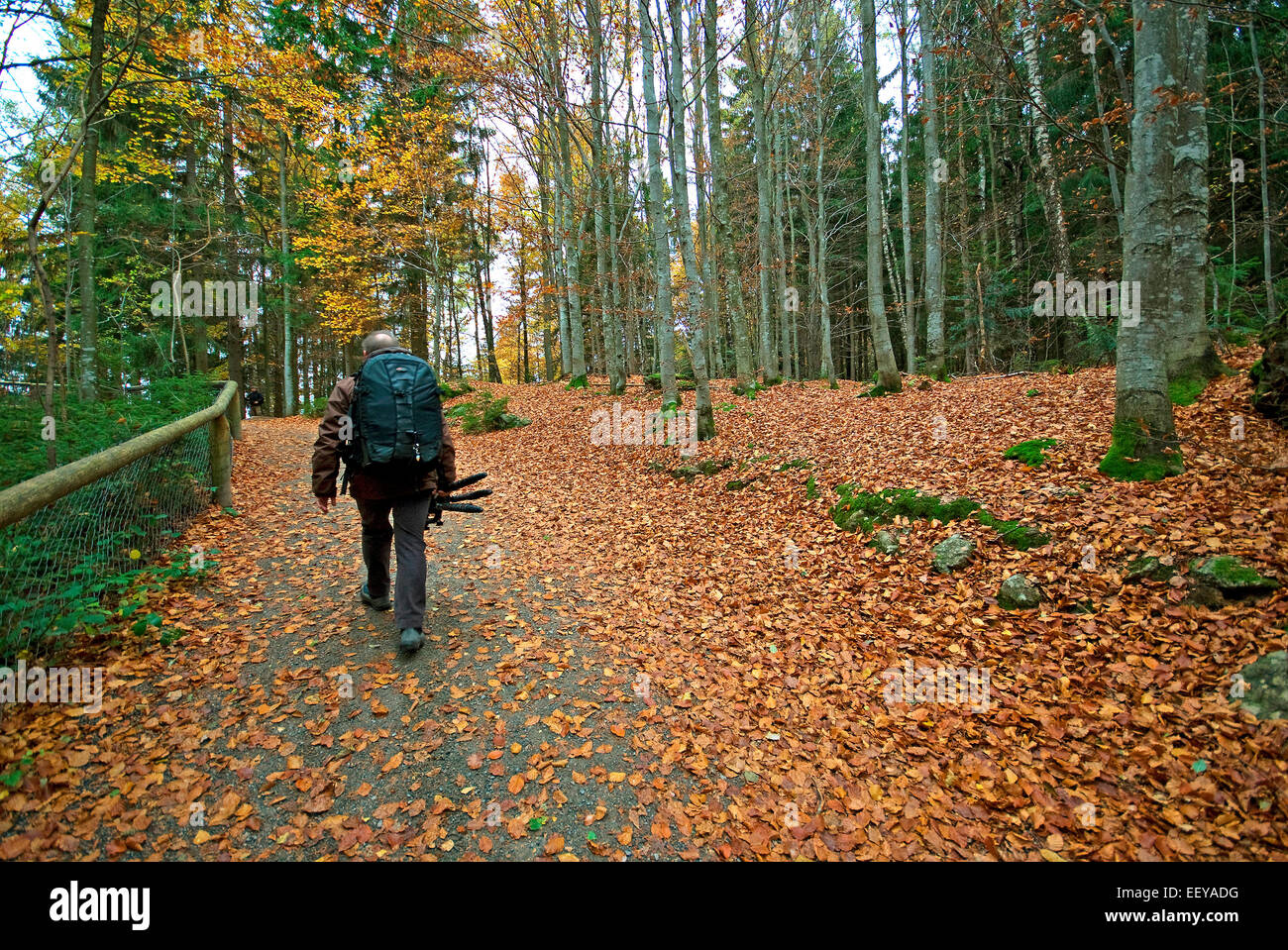 Fotografo di natura passeggiate nel Parco Nazionale della Foresta Bavarese, Bayerischer Wald, Baviera, Germania Foto Stock