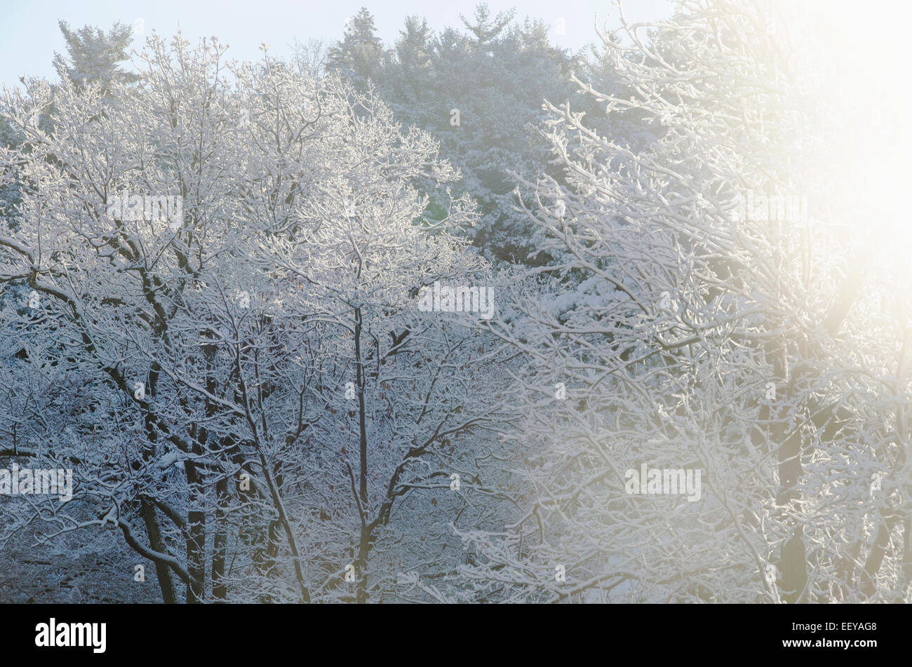 Stati Uniti d'America, nello Stato di New York, Hudson Valley, New Paltz, foresta in inverno Foto Stock
