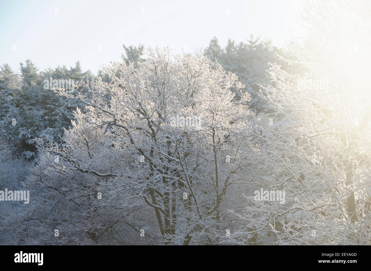 Stati Uniti d'America, nello Stato di New York, Hudson Valley, New Paltz, foresta in inverno Foto Stock