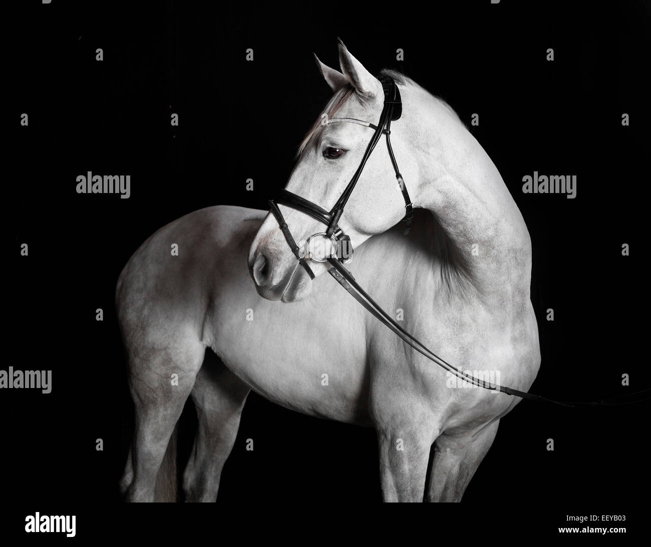Bianco cavallo Holsteiner con briglia in studio su sfondo nero Foto Stock