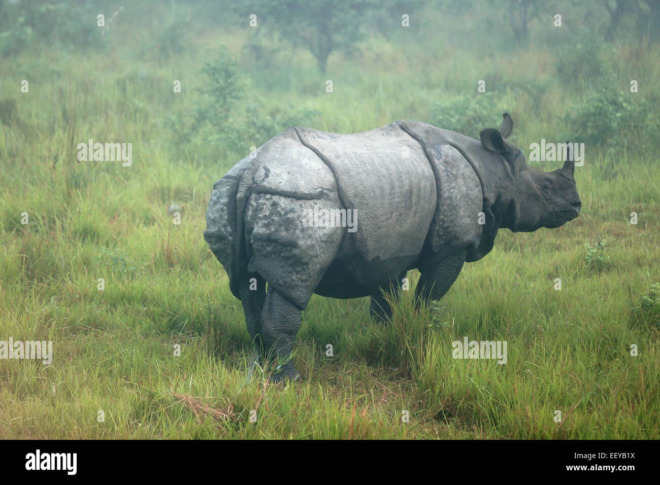 Rinoceronte indiano -rhinoceros unicornis- all'alba che vagano per le praterie che il confine del fiume Rapti nella bufferzone off parco di Chitwan. Foto Stock