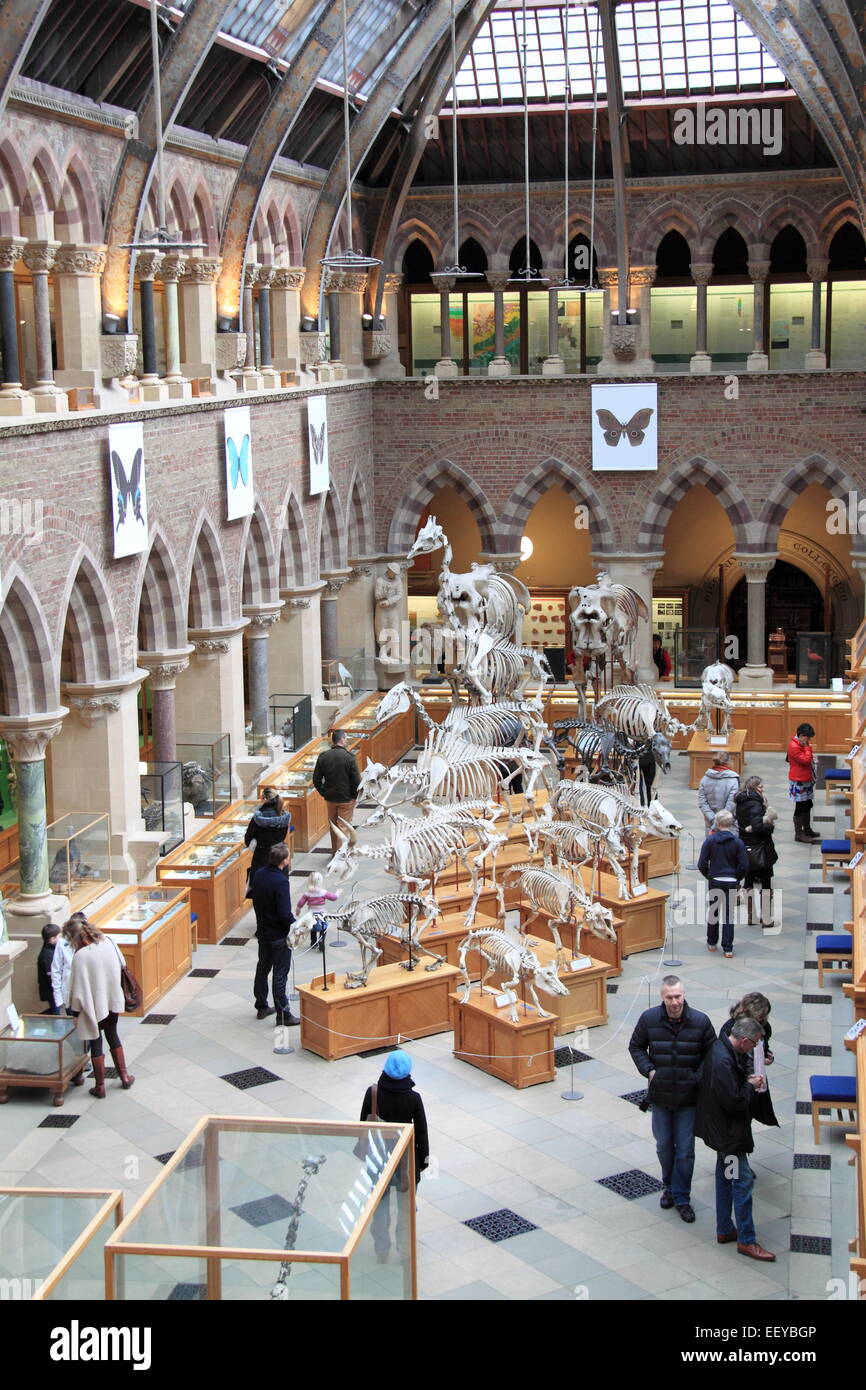 Oxford University Museo di Storia Naturale, Oxford, Oxfordshire, Inghilterra, Gran Bretagna, Regno Unito, Gran Bretagna, Europa Foto Stock