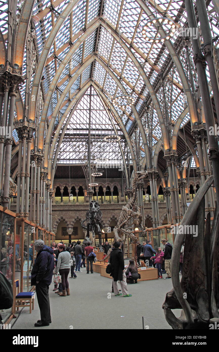 Oxford University Museo di Storia Naturale, Oxford, Oxfordshire, Inghilterra, Gran Bretagna, Regno Unito, Gran Bretagna, Europa Foto Stock