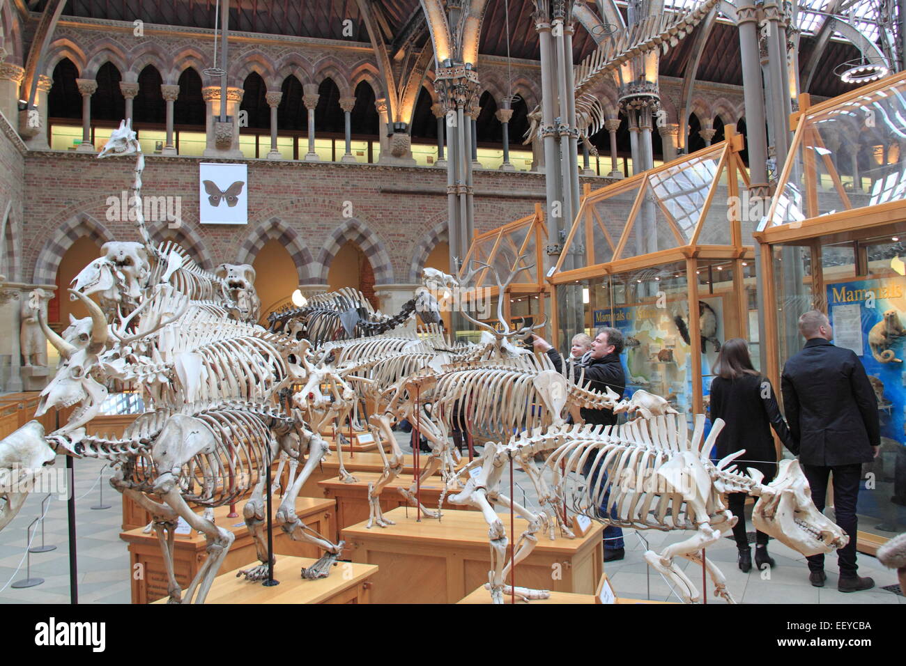 Oxford University Museo di Storia Naturale, Oxford, Oxfordshire, Inghilterra, Gran Bretagna, Regno Unito, Gran Bretagna, Europa Foto Stock