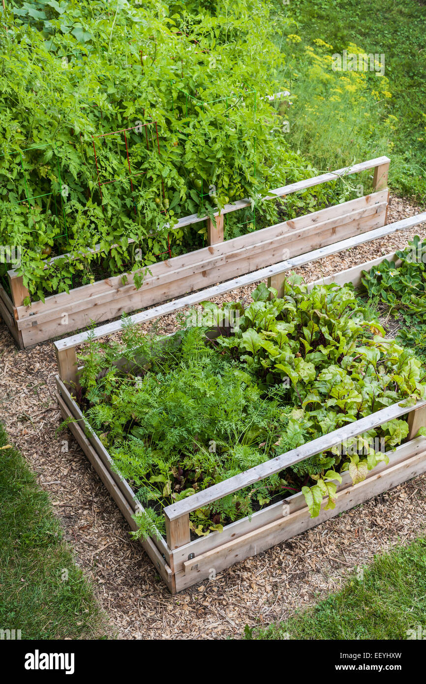 Backyard orto in legno letti sollevata o di scatole Foto Stock