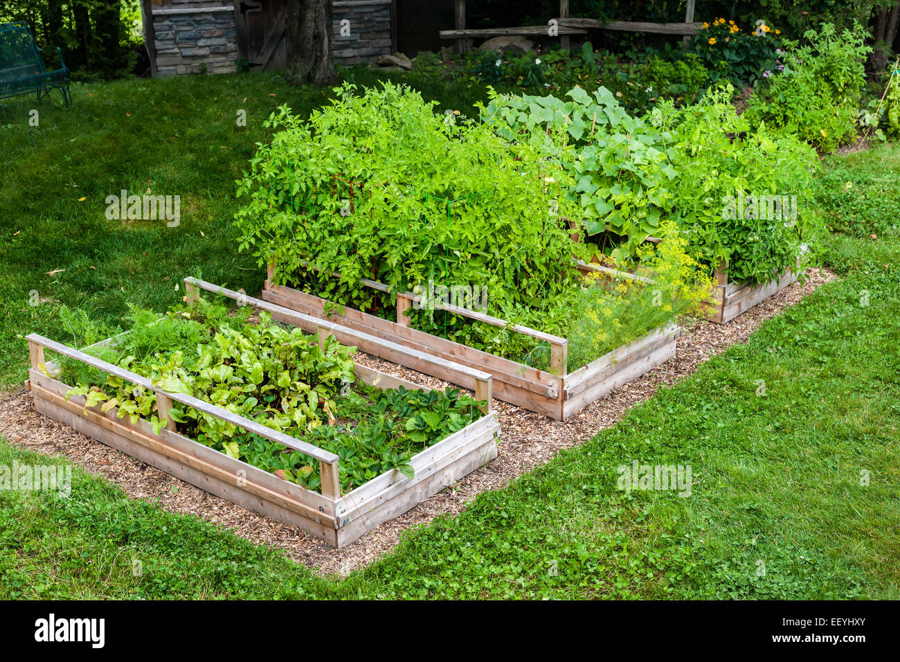 Tre sollevato letti orto la coltivazione di verdure fresche in un cortile Foto Stock