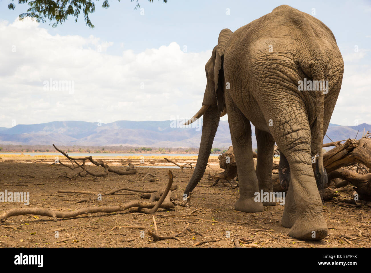 Vista posteriore di un elefante africano bull affacciato sul fiume Zambesi Foto Stock