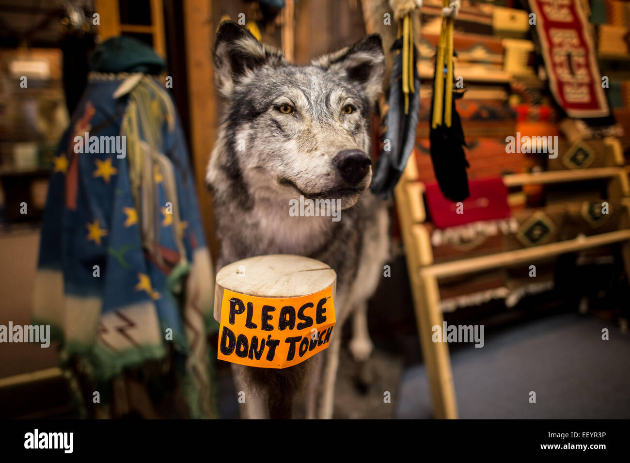 Animali Taxidermied stand in Montana il commercio delle pellicce shop nella città di Martin, Montana. L'archivio contiene non solo di tassidermia ma la storia recente del Montana quando i commercianti di pellicce e guide dei vecchi giorni ha portato il cercatore d'oro di Bannack e città della Virginia, a Elena e l'Inferno di regioni di gate di Montana Occidentale. (Foto di Ami vitale) Foto Stock