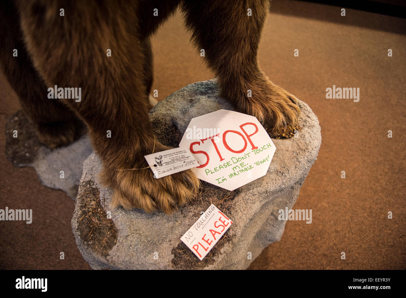 Animali Taxidermied stand in Montana il commercio delle pellicce shop nella città di Martin, Montana. L'archivio contiene non solo di tassidermia ma la storia recente del Montana quando i commercianti di pellicce e guide dei vecchi giorni ha portato il cercatore d'oro di Bannack e città della Virginia, a Elena e l'Inferno di regioni di gate di Montana Occidentale. (Foto di Ami vitale) Foto Stock