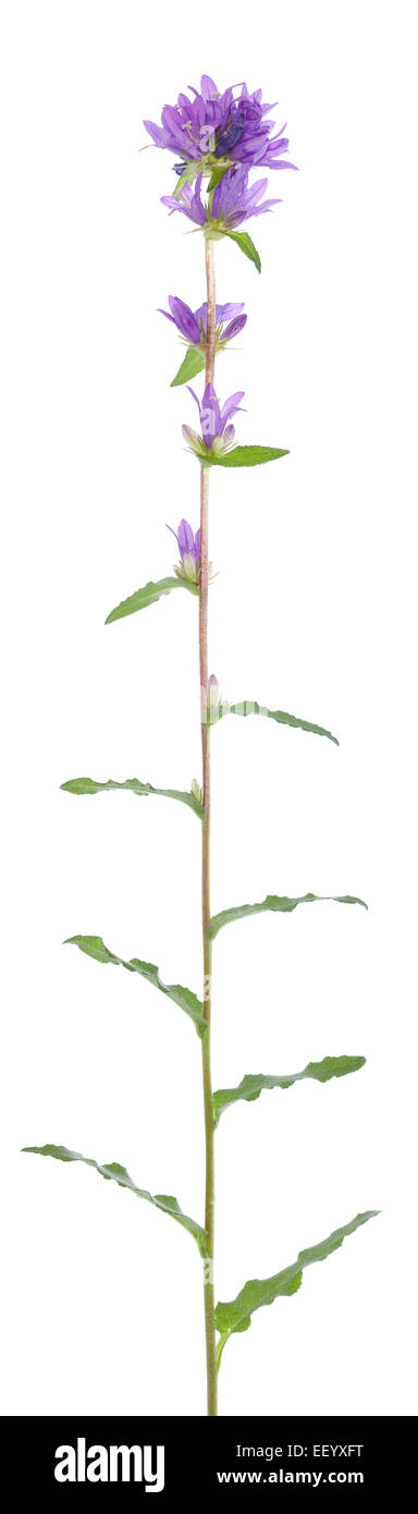 Fiore viola harebell(Campanula glomerata)su bianco Foto Stock