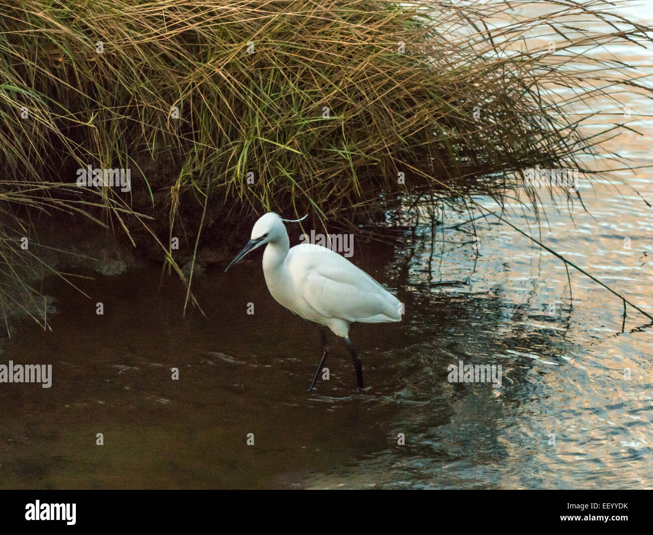 Garzetta (Egretta garzetta] purga la banca di fiume a bassa marea in cerca di cibo. Foto Stock