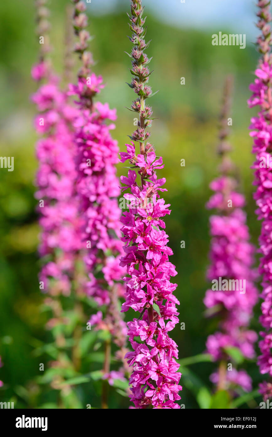 Viola-loosestrife, Lythrum salicaria, fiori selvatici, Dumfries & Galloway, Scozia Foto Stock