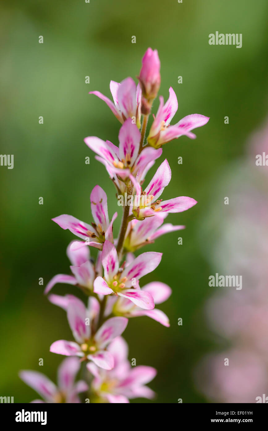 Francoa sonchifolia rogersons forma, giardino di fiori coltivati Foto Stock