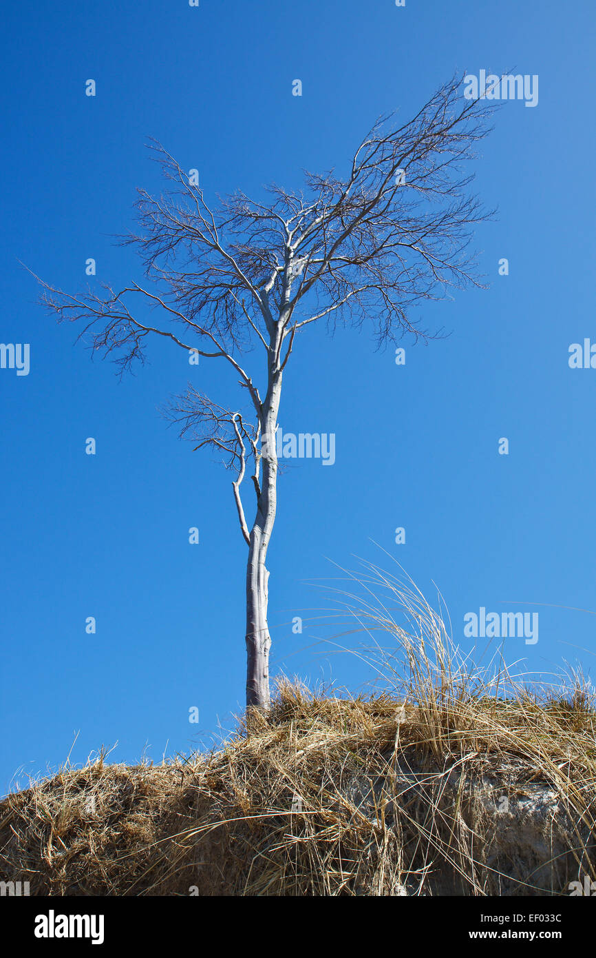 Albero sulla spiaggia occidentale. Foto Stock