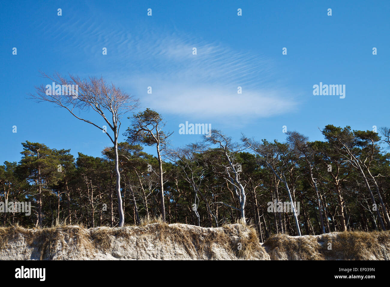 Gruppo di alberi sulla spiaggia occidentale. Foto Stock