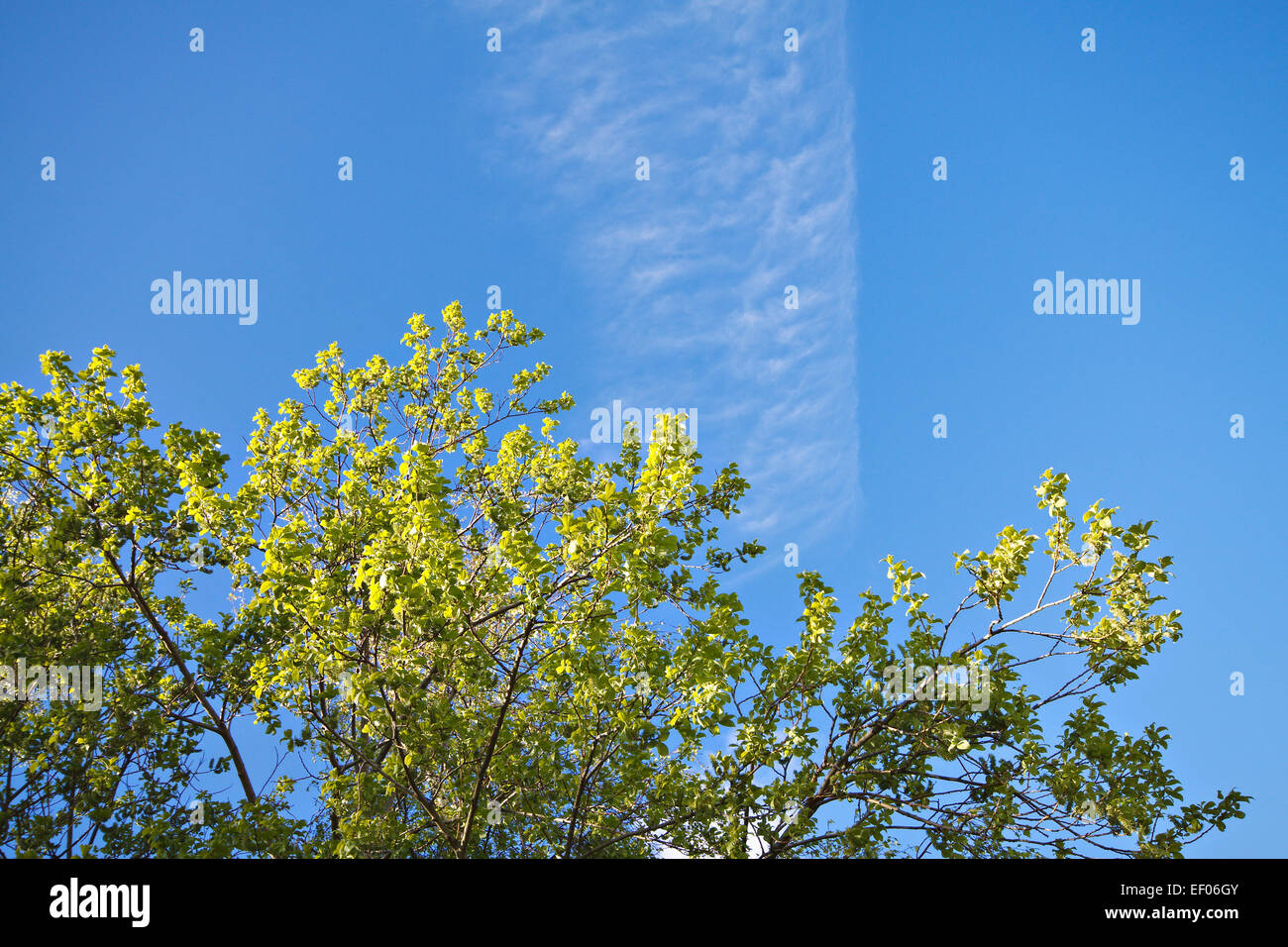 Foglie verdi contro un cielo blu. Foto Stock