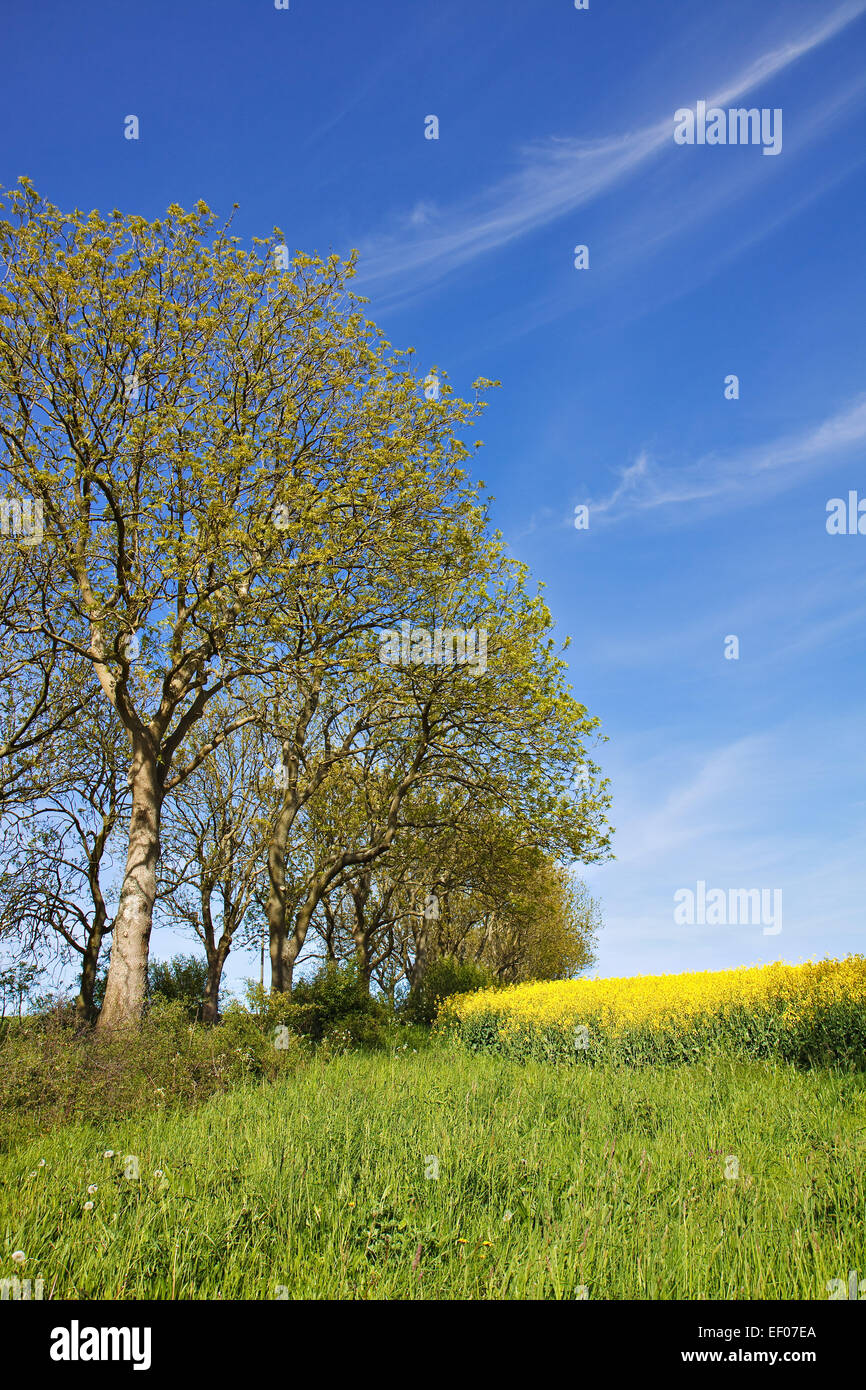 Sul bordo di un campo di semi di colza Foto Stock