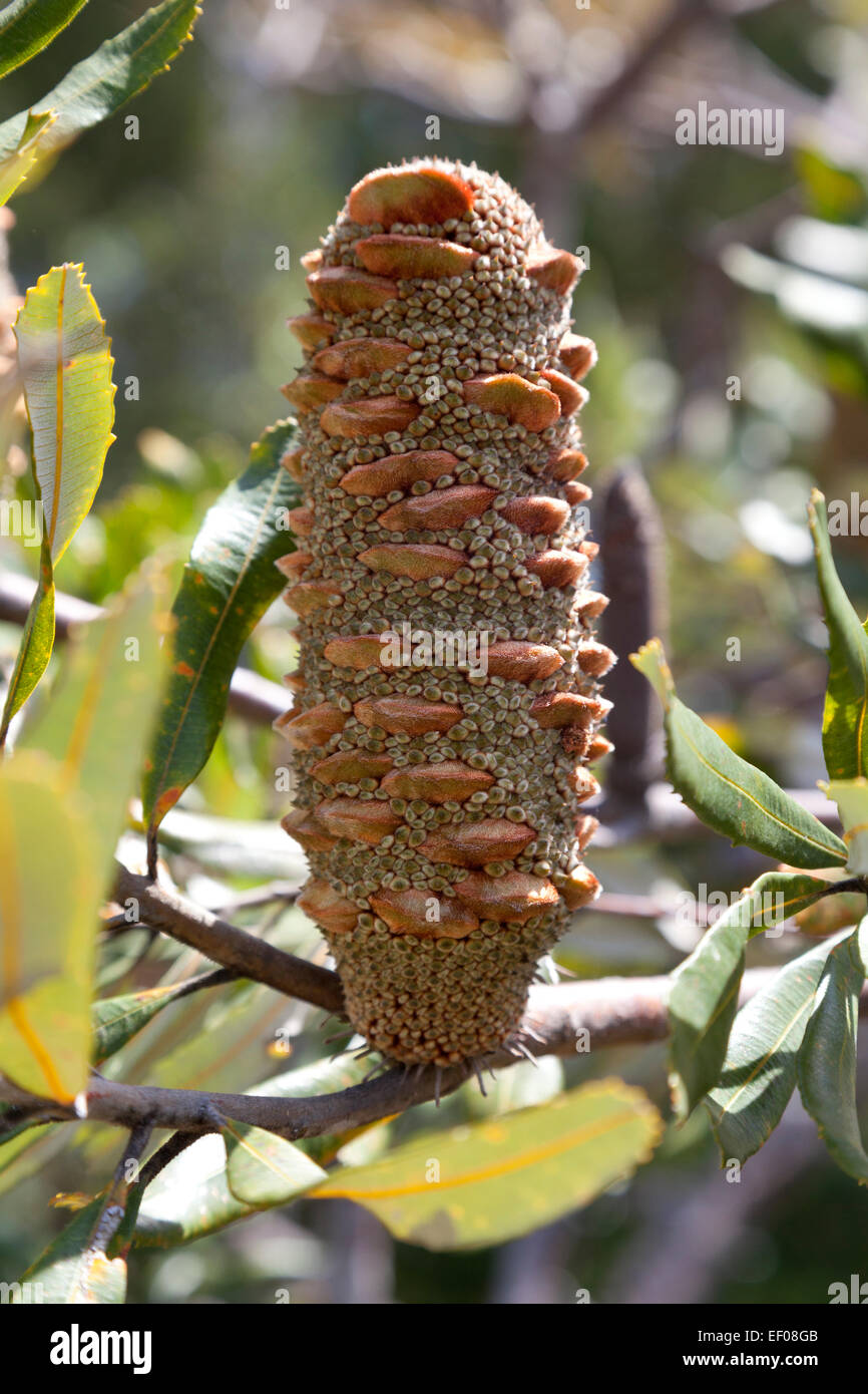 Banksia cono su un albero nel Nuovo Galles del Sud, Australia Foto Stock