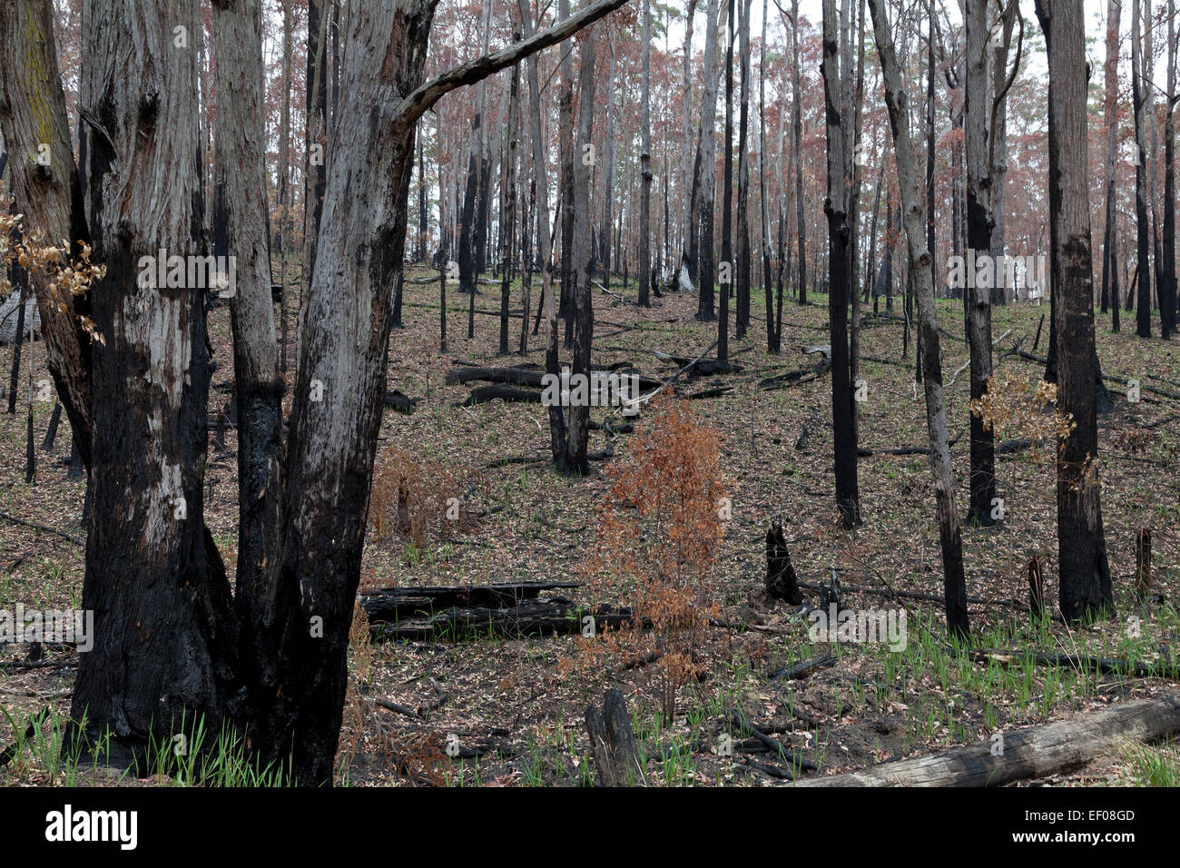 Foresta di eucalipti nel Nuovo Galles del Sud, Australia rigeneranti dopo un incendio Foto Stock