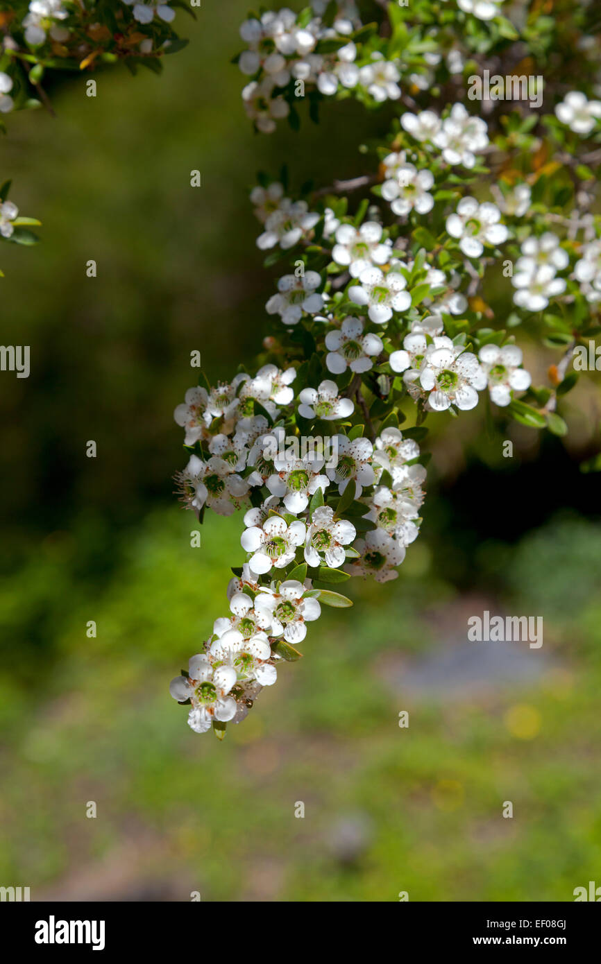 Fiori bianchi e foglie di Leptospermum liversidgei - teatree Oliva - Australian fiori selvatici che crescono in una foresta Foto Stock