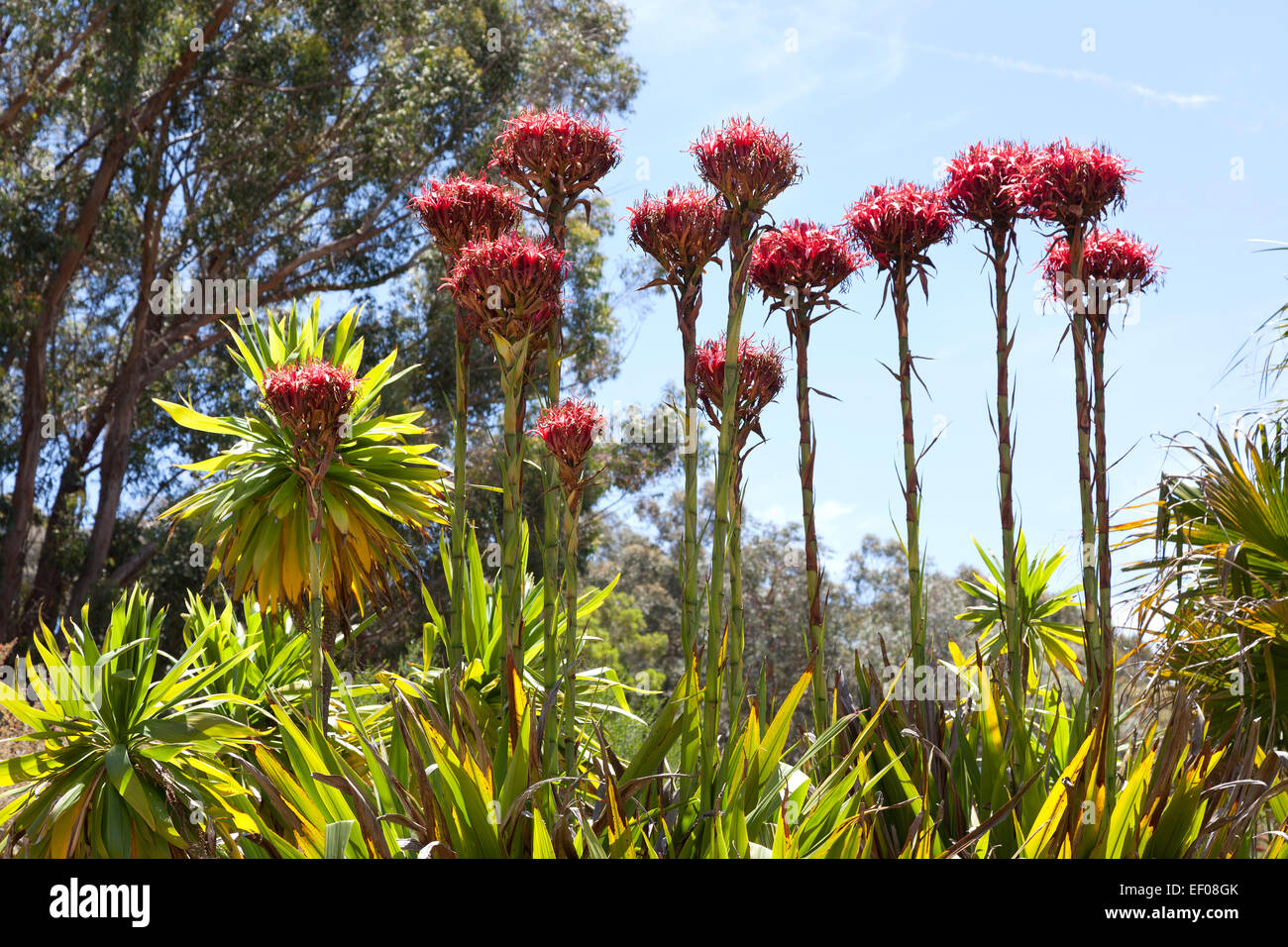 Gymea Lily fiori nativo di Australia orientale Foto Stock