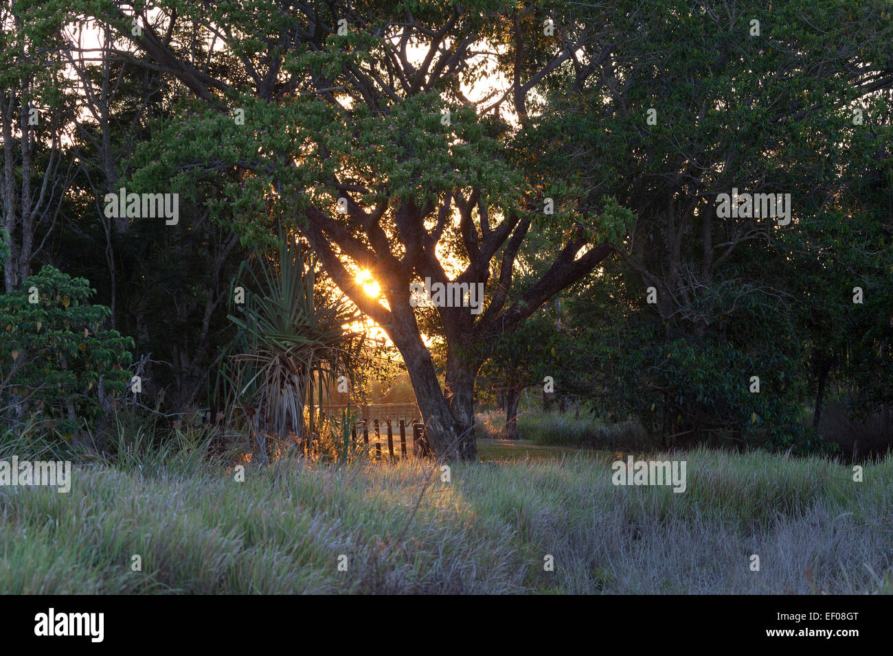 Sundown inTyto zone umide, Queensland, Australia Foto Stock
