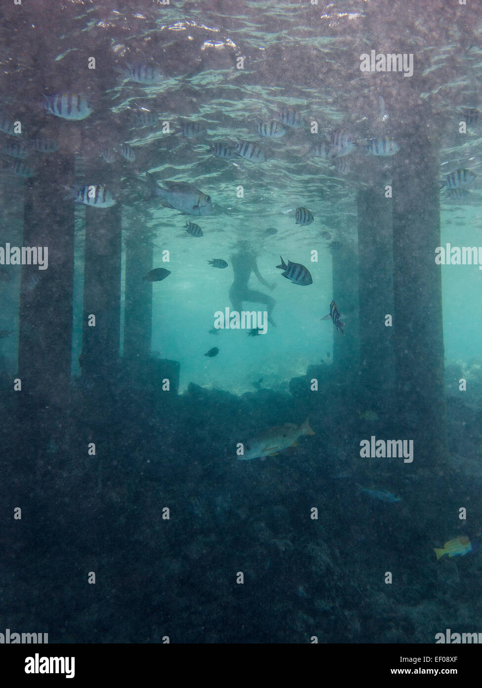 Una ragazza snorkeling Foto Stock