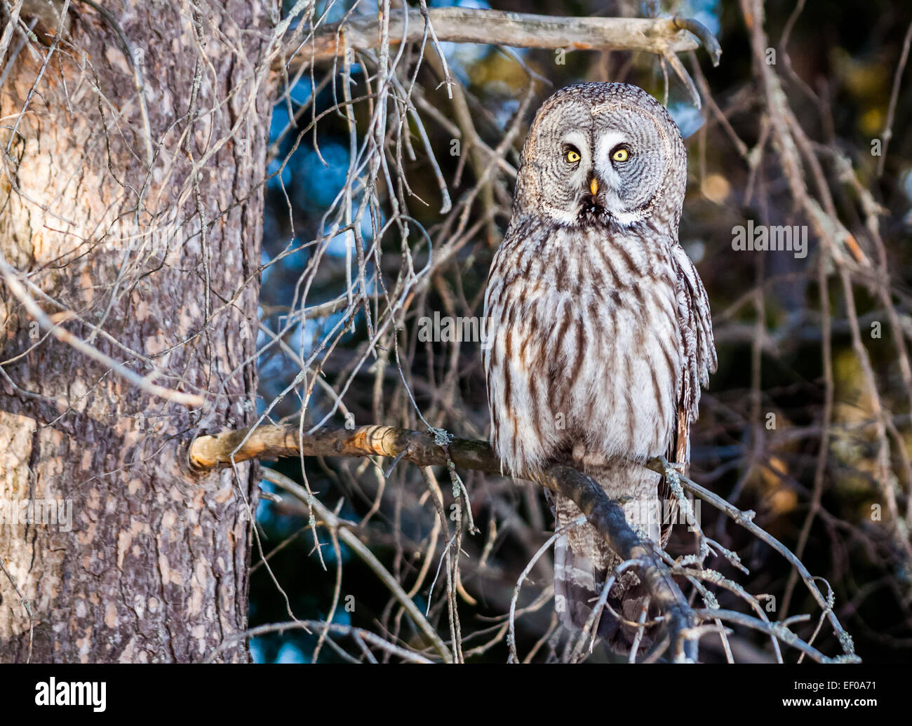 Un grande grigio allocco (Strix nebulosa) Foto Stock