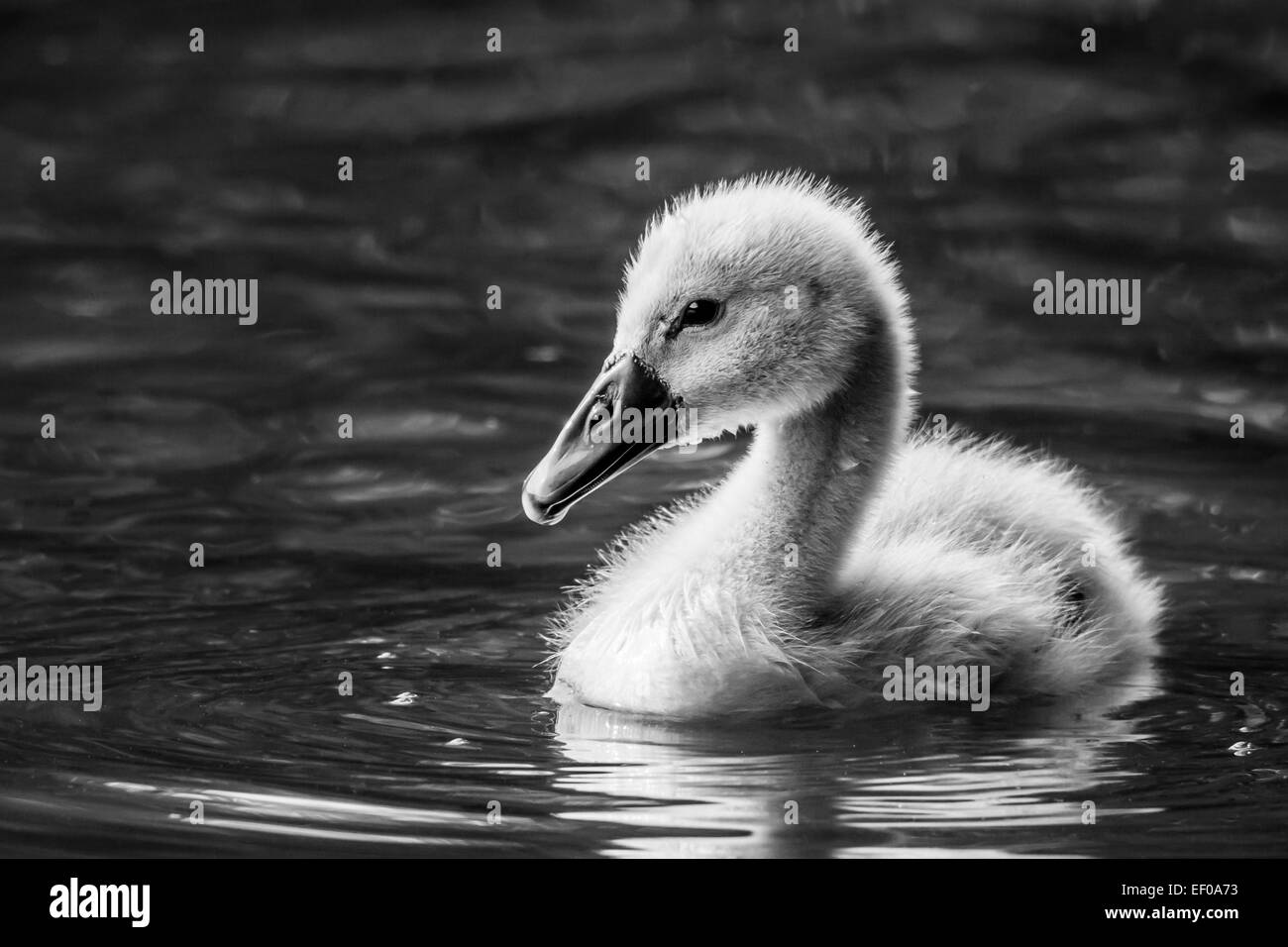 Un cigno (Cygnus olor) cygnet Foto Stock