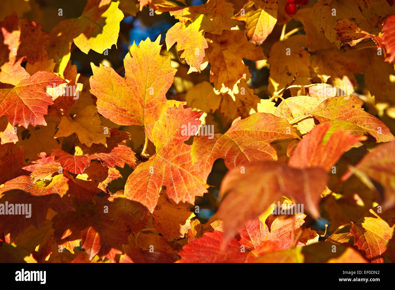 Vivacemente colorato Foglie di autunno. Foto Stock