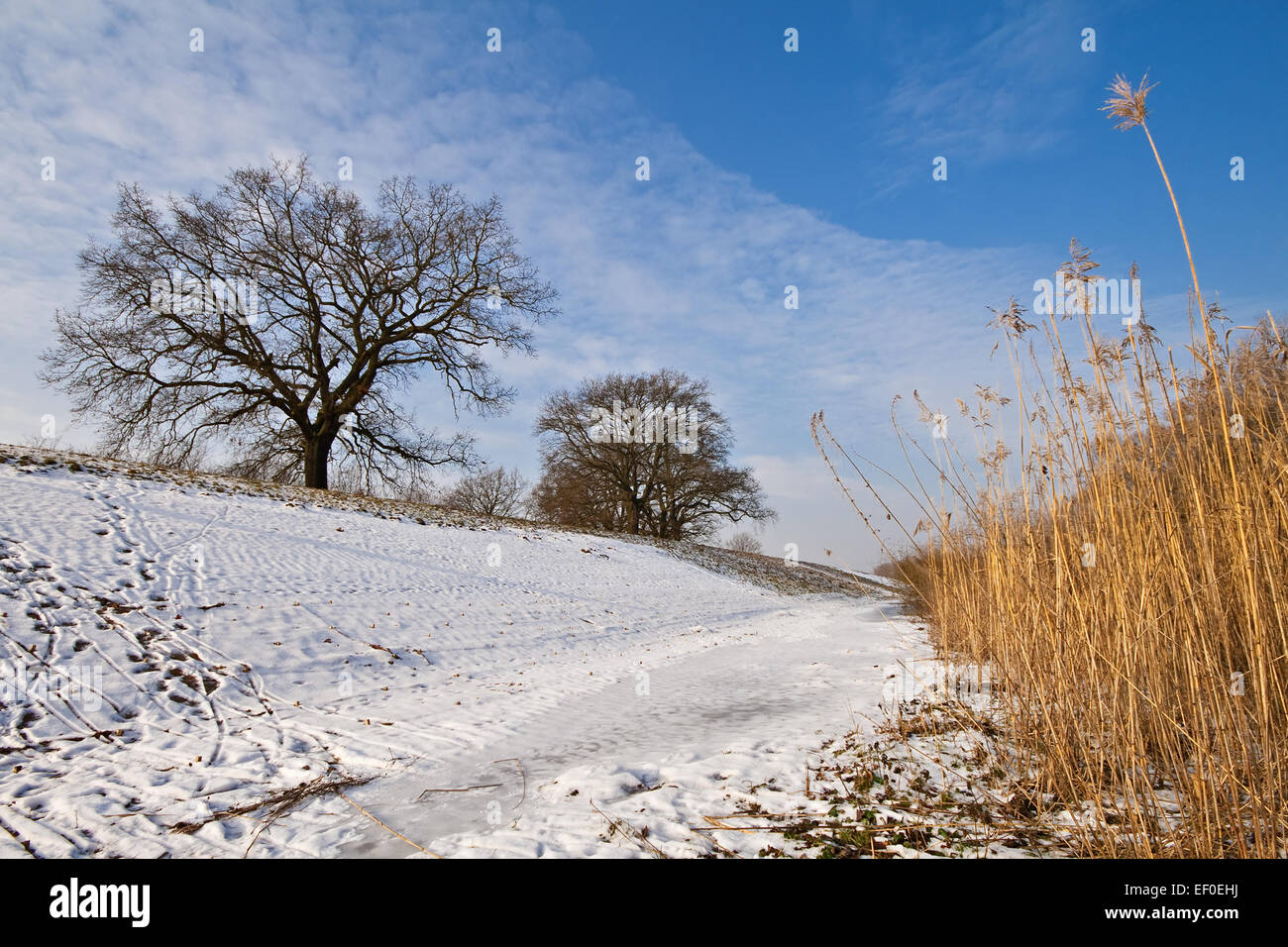 Sulle rive dell'Oder. Foto Stock